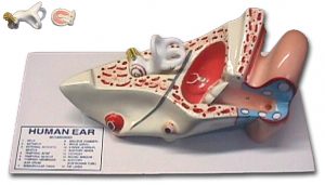 Model of the Ear